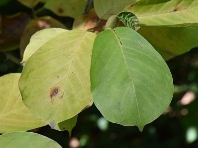 Magnolia naga liście