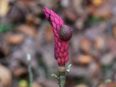 Magnolia naga owoc