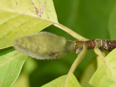 Magnolia naga pąk