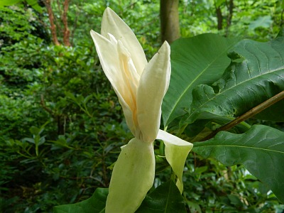 Magnolia parasolowata kwiat