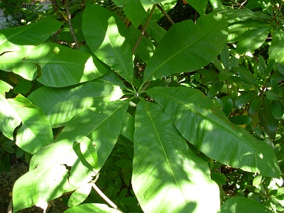 Magnolia parasolowata liście