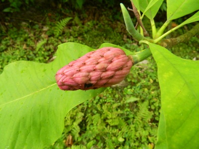 Magnolia parasolowata owoc