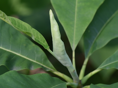 Magnolia parasolowata pąk