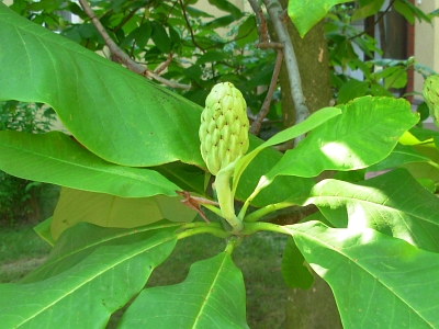 Magnolia parasolowata niedojrzały owoc