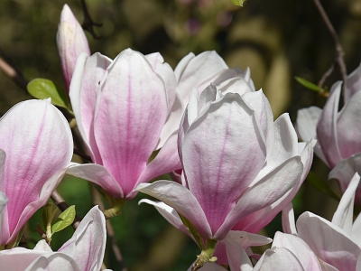 Magnolia pośrednia kwiat