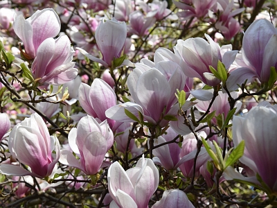 Magnolia pośrednia kwitnienie