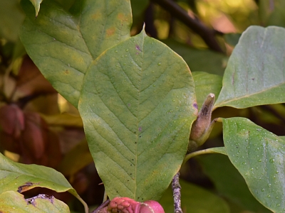 Magnolia pośrednia liść