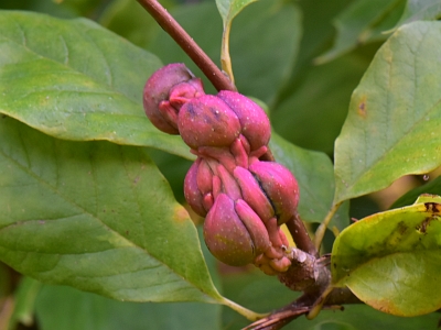 Magnolia pośrednia owoc