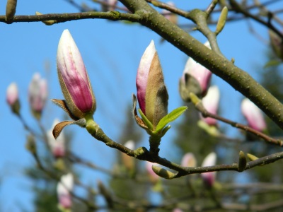 Magnolia pośrednia pąk kwiatowy
