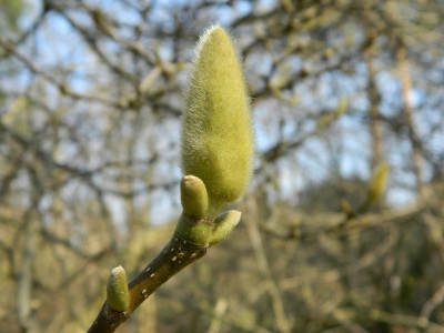 Magnolia pośrednia pąk