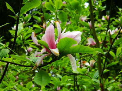 Magnolia purpurowa gałązka