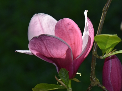 Magnolia purpurowa kwiat