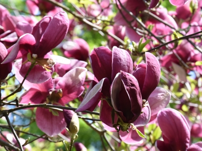Magnolia purpurowa kwiaty