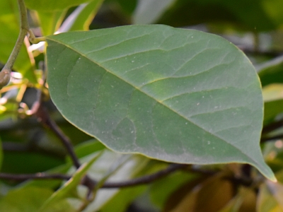 Magnolia purpurowa liść