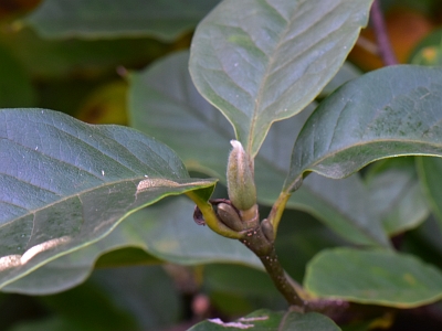 Magnolia purpurowa pąk