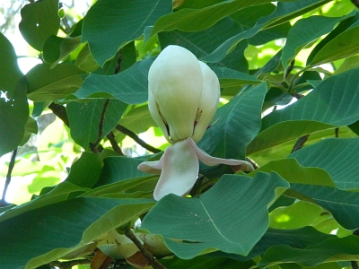 Magnolia szerokolistna kwiat