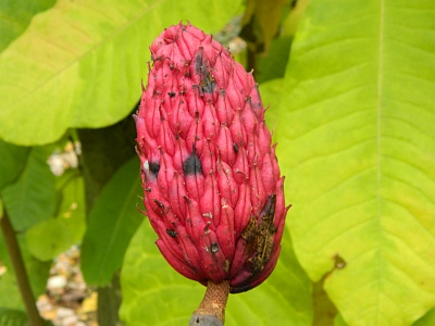 Magnolia szerokolistna jesienią