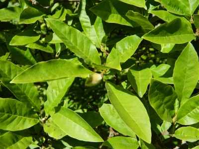 Magnolia wierzbolistna gałązka