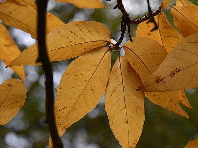 Magnolia wierzbolistna liście