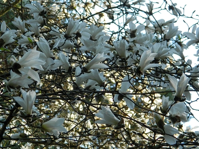 Magnolia wierzbolistna kwitnienie