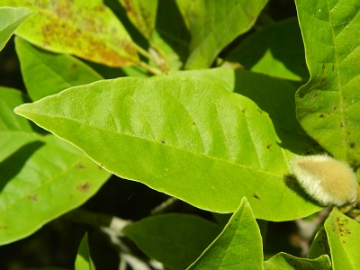 Magnolia wierzbolistna liść