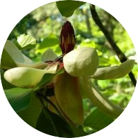 Magnolia szerokolistna kwiat