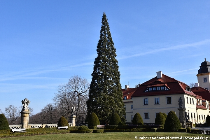 Mamutowiec olbrzymi