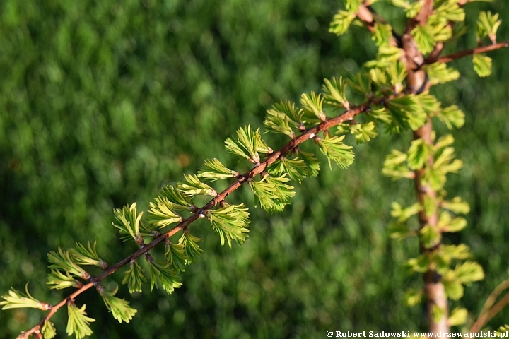 Metasekwoja chińska 'Goldrush'