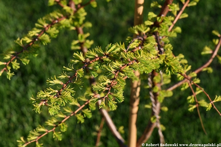 Metasekwoja chińska 'Goldrush'