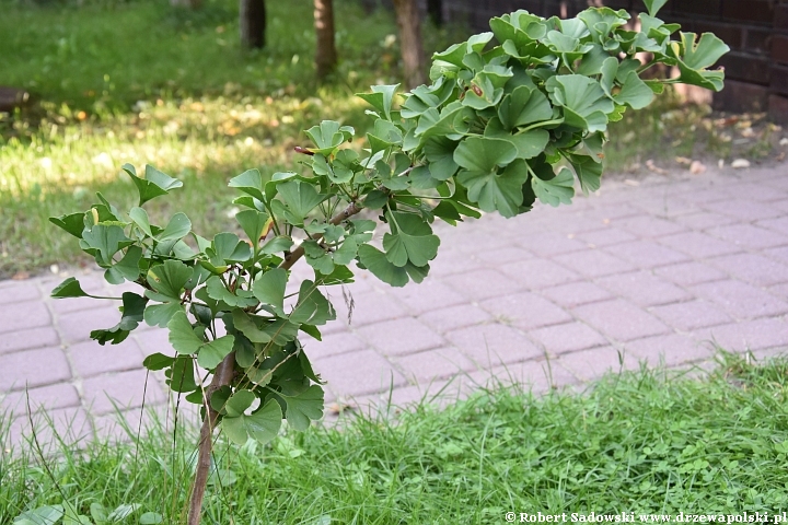 Miłorząb dwuklapowy Mariken