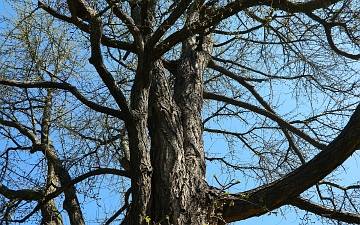 Miłorząb dwuklapowy pień i konary