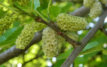 Morwa biała owoce