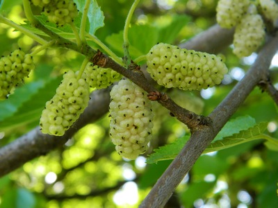 Morwa biała owoc