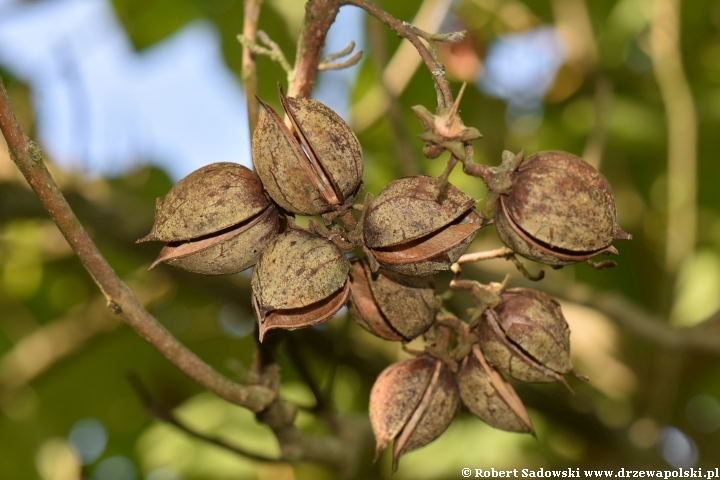 Paulownia puszysta