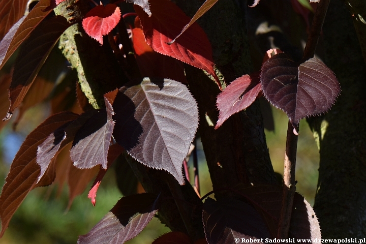 Wiśnia piłkowana 'Royal Burgundy'