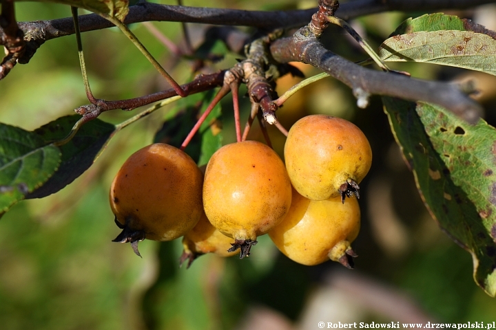 Jabłoń 'Yellow Siberian'