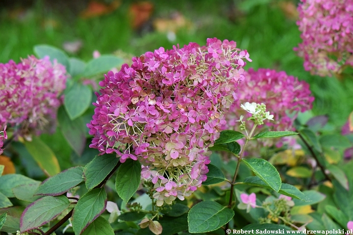 Hortensja bukietowa 'Bobo'