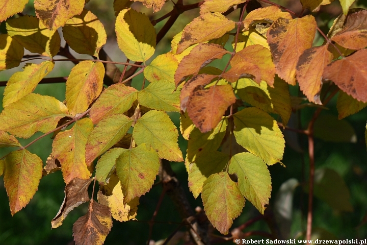 Aralia wysoka