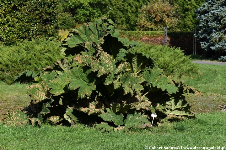 Gunnera olbrzymia