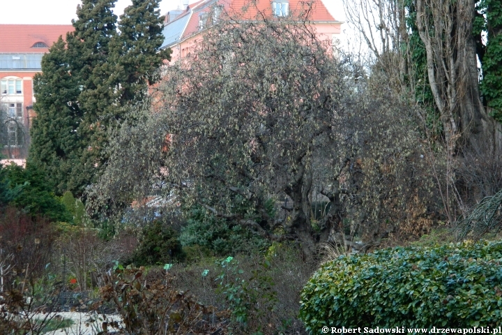 Ogród Botaniczny we Wrocławiu