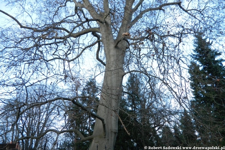 Ogród Botaniczny we Wrocławiu