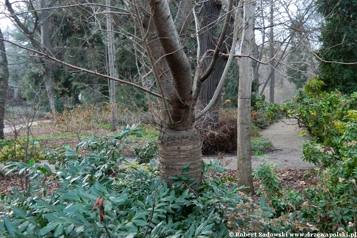 Ogród Botaniczny we Wrocławiu