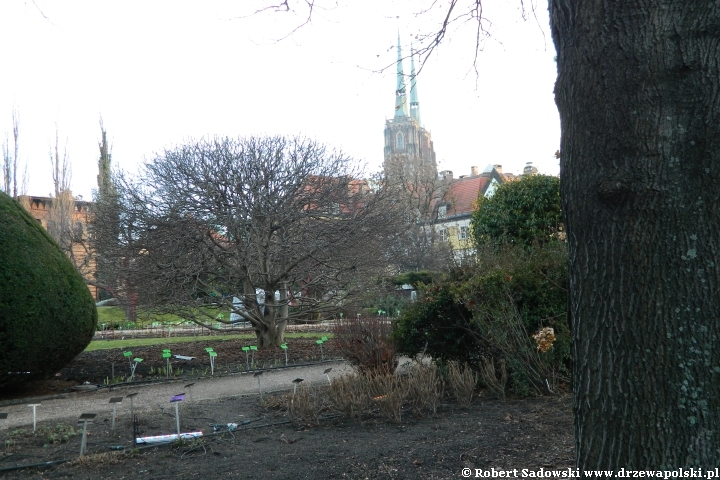 Ogród Botaniczny we Wrocławiu