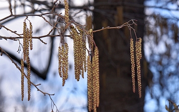 Olcha czarna kwiatostany