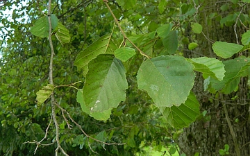 Olcha czarna liście