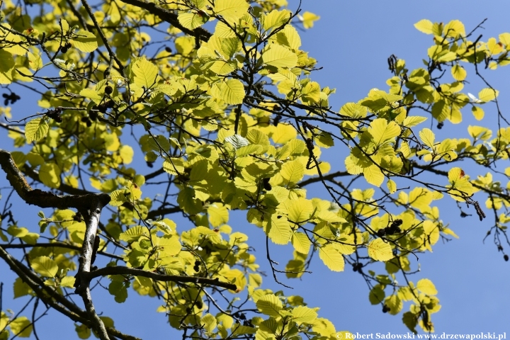 Olsza szara 'Aurea' - liście