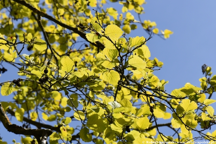 Olsza szara 'Aurea' - liście