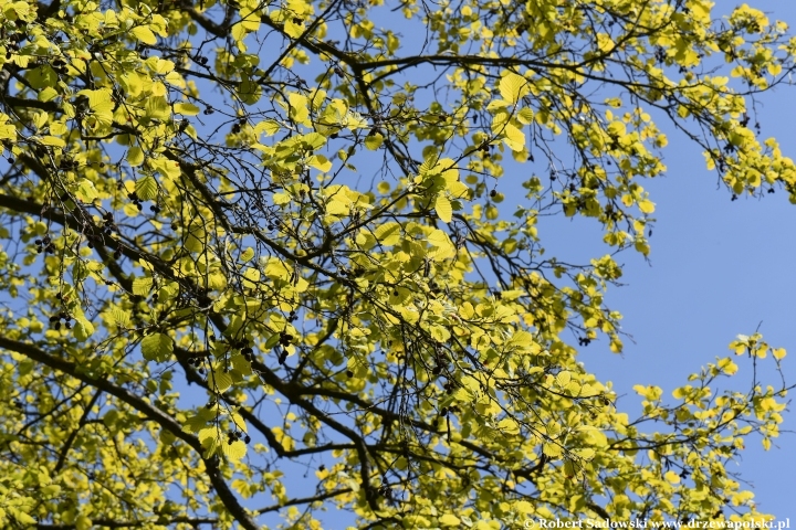 Olsza szara 'Aurea' - liście