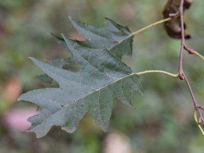 Olcha czarna - odmiana 'Laciniata'