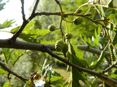 Olcha czarna - odmiana 'Laciniata'